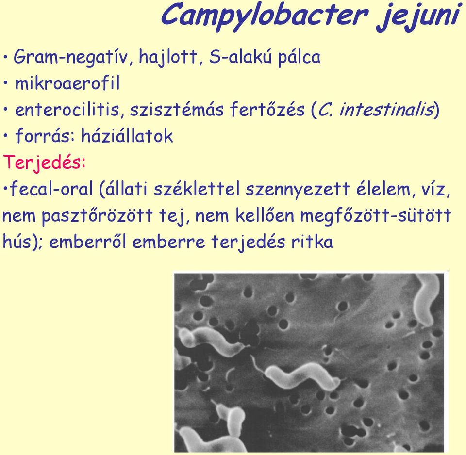 intestinalis) forrás: háziállatok Terjedés: fecal-oral (állati széklettel