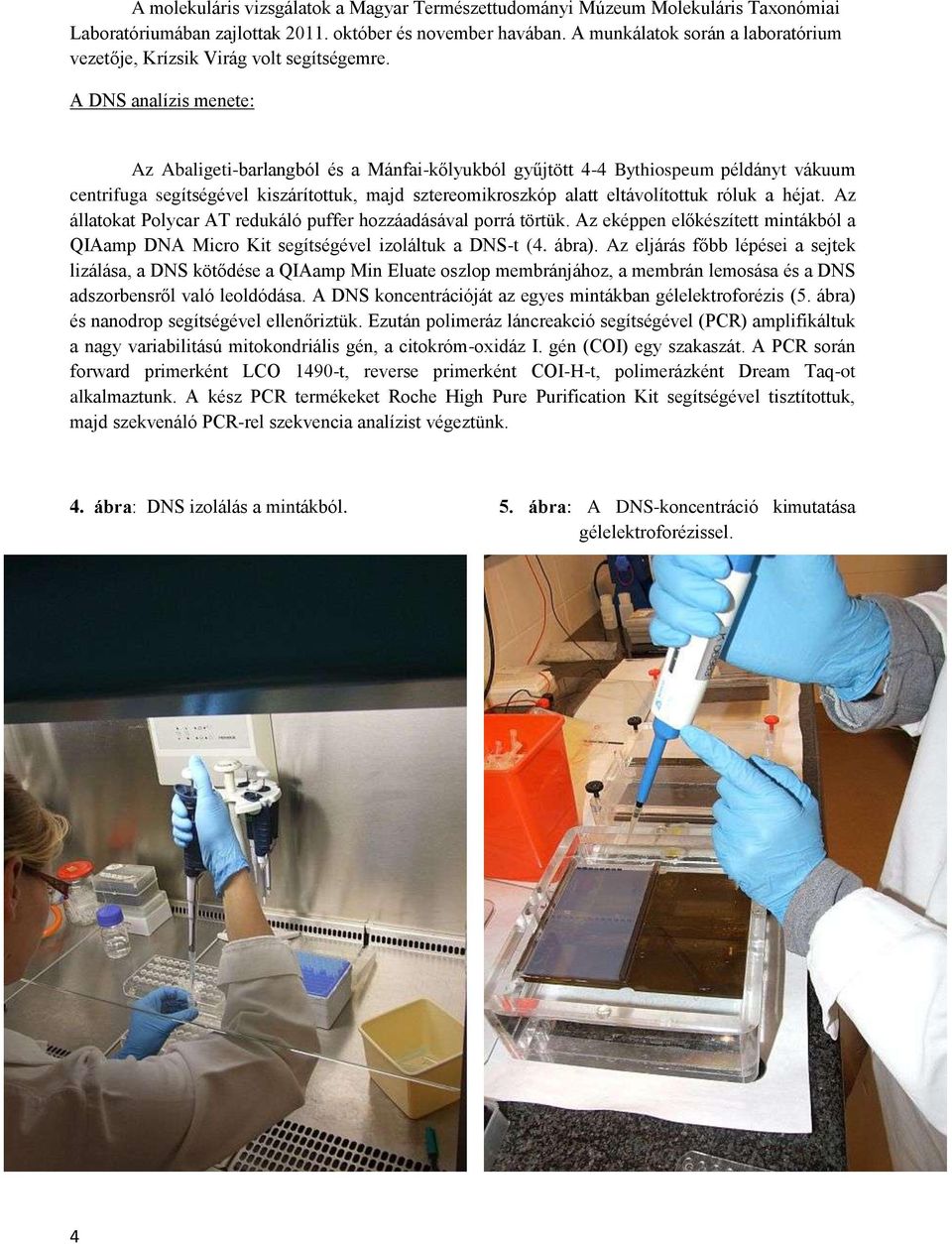 A DNS analízis menete: Az Abaligeti-barlangból és a Mánfai-kőlyukból gyűjtött 4-4 Bythiospeum példányt vákuum centrifuga segítségével kiszárítottuk, majd sztereomikroszkóp alatt eltávolítottuk róluk