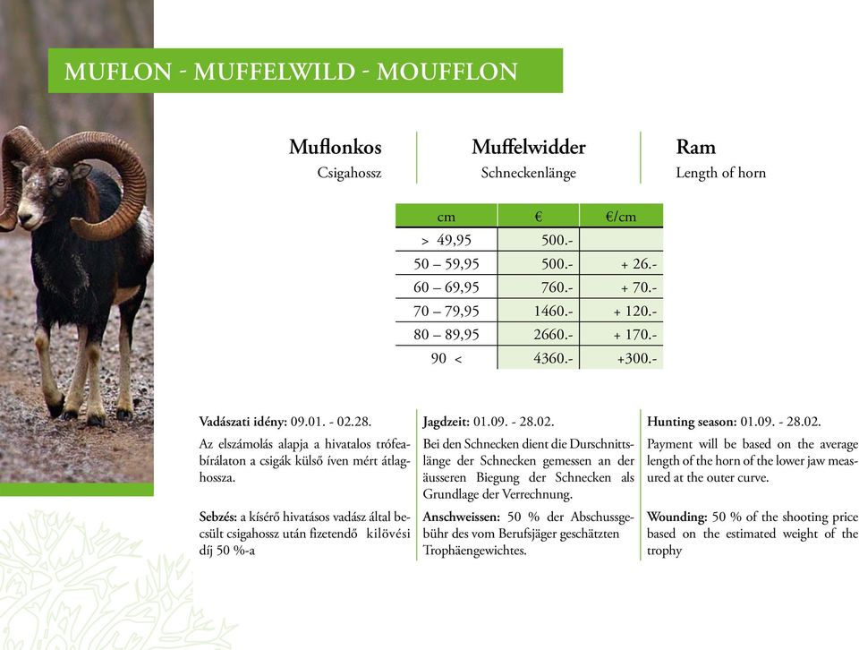 Sebzés: a kísérő hivatásos vadász által becsült csigahossz után fizetendő kilövési díj 50 %-a Bei den Schnecken dient die Durschnittslänge der Schnecken gemessen an der äusseren Biegung der Schnecken