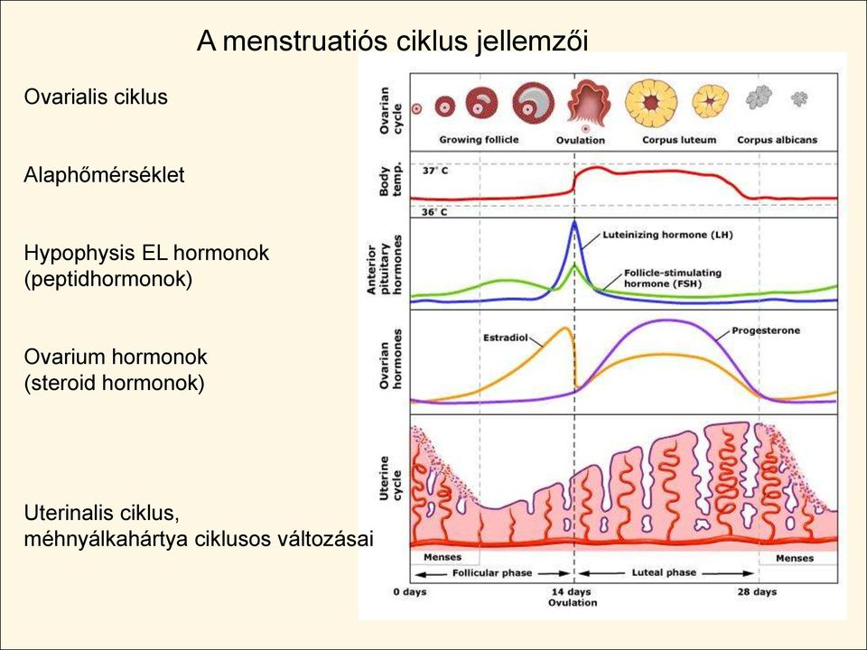 (peptidhormonok) Ovarium hormonok (steroid