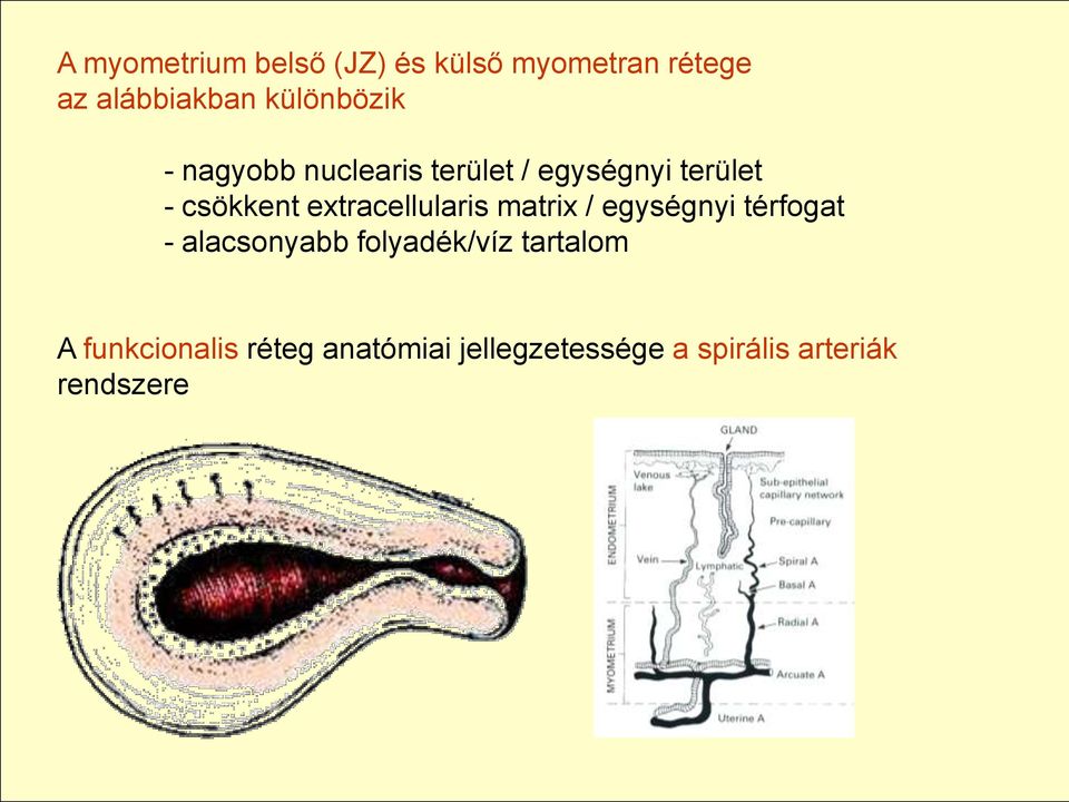 extracellularis matrix / egységnyi térfogat - alacsonyabb folyadék/víz