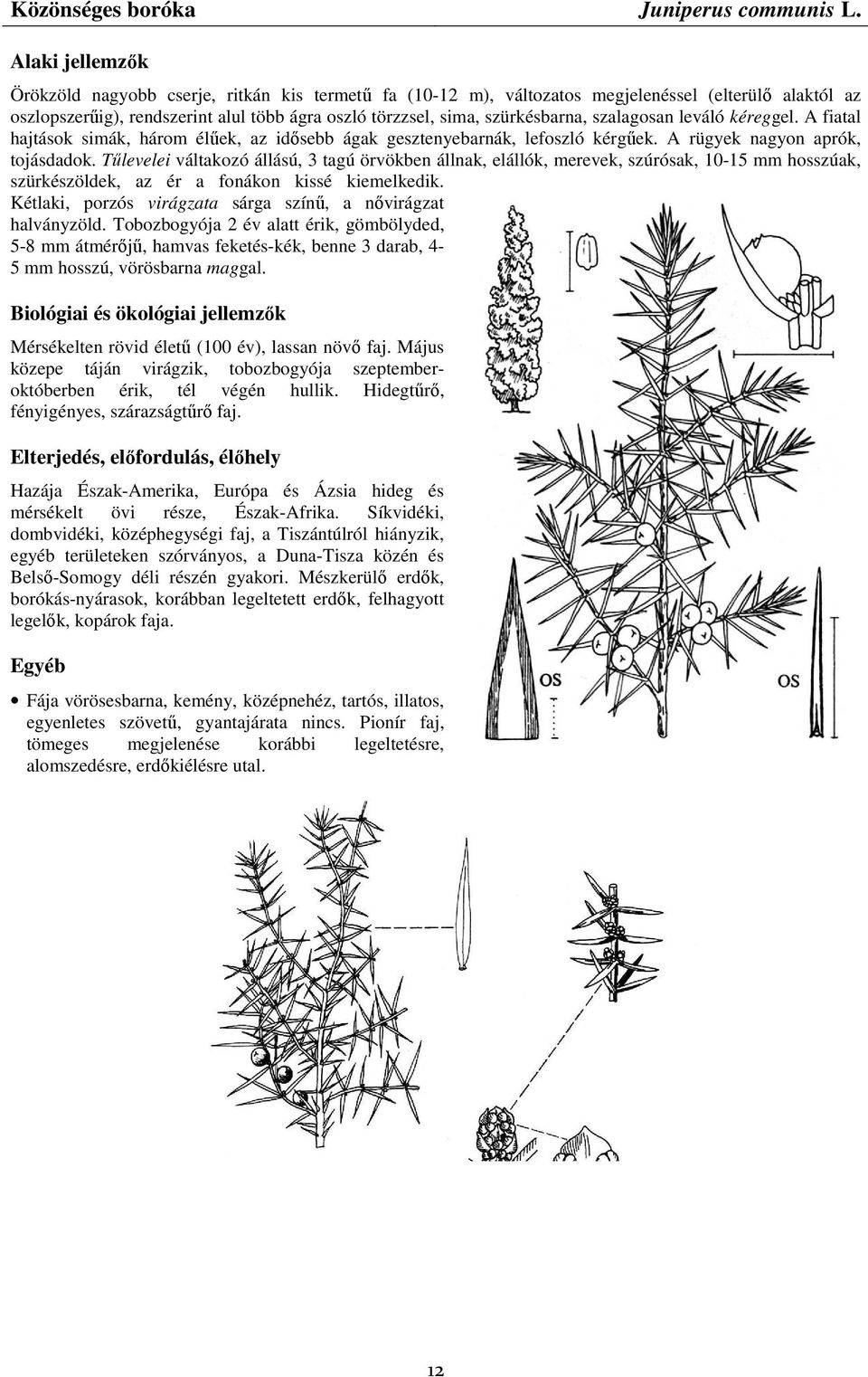 leváló kéreggel. A fiatal hajtások simák, három élőek, az idısebb ágak gesztenyebarnák, lefoszló kérgőek. A rügyek nagyon aprók, tojásdadok.