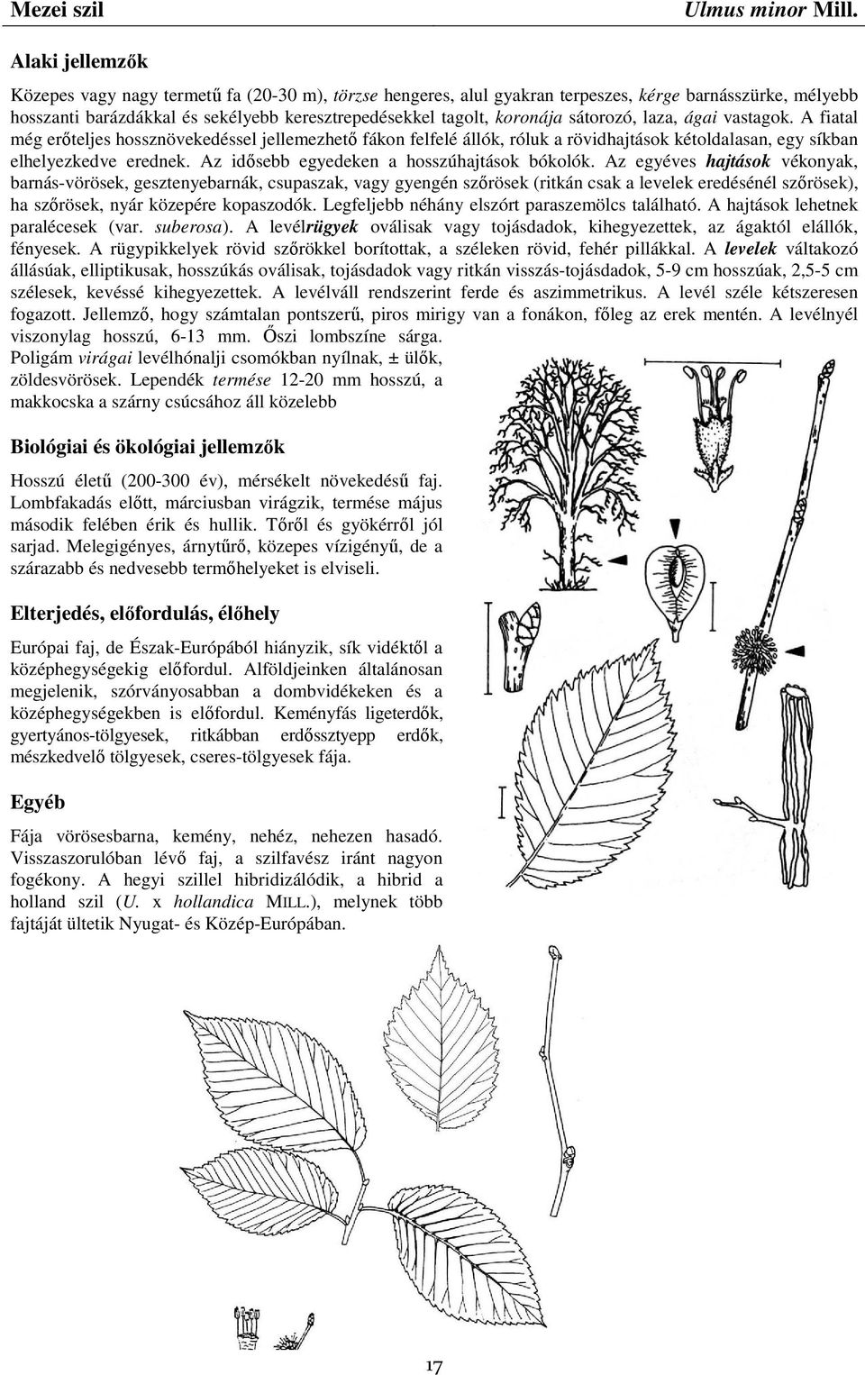 ágai vastagok. A fiatal még erıteljes hossznövekedéssel jellemezhetı fákon felfelé állók, róluk a rövidhajtások kétoldalasan, egy síkban elhelyezkedve erednek.