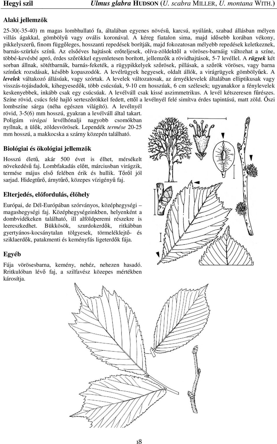 A kéreg fiatalon sima, majd idısebb korában vékony, pikkelyszerő, finom függıleges, hosszanti repedések borítják, majd fokozatosan mélyebb repedések keletkeznek, barnás-szürkés színő.