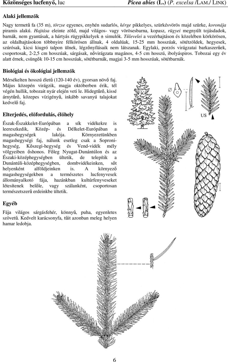 Tőlevelei a vezérhajtáson és közelében körkörösen, az oldalhajtásokon többnyire félkörösen állnak, 4 oldalúak, 15-25 mm hosszúak, sötétzöldek, hegyesek, szúrósak, kicsi kiugró talpon ülnek,