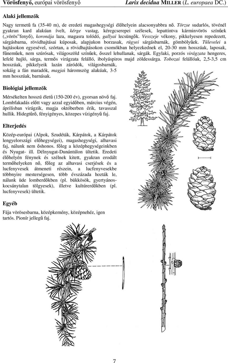 Vesszeje vékony, pikkelyesen repedezett, sárgásbarna, rövidhajtásai kúposak, alapjukon borzasak, rügyei sárgásbarnák, gömbölyőek.