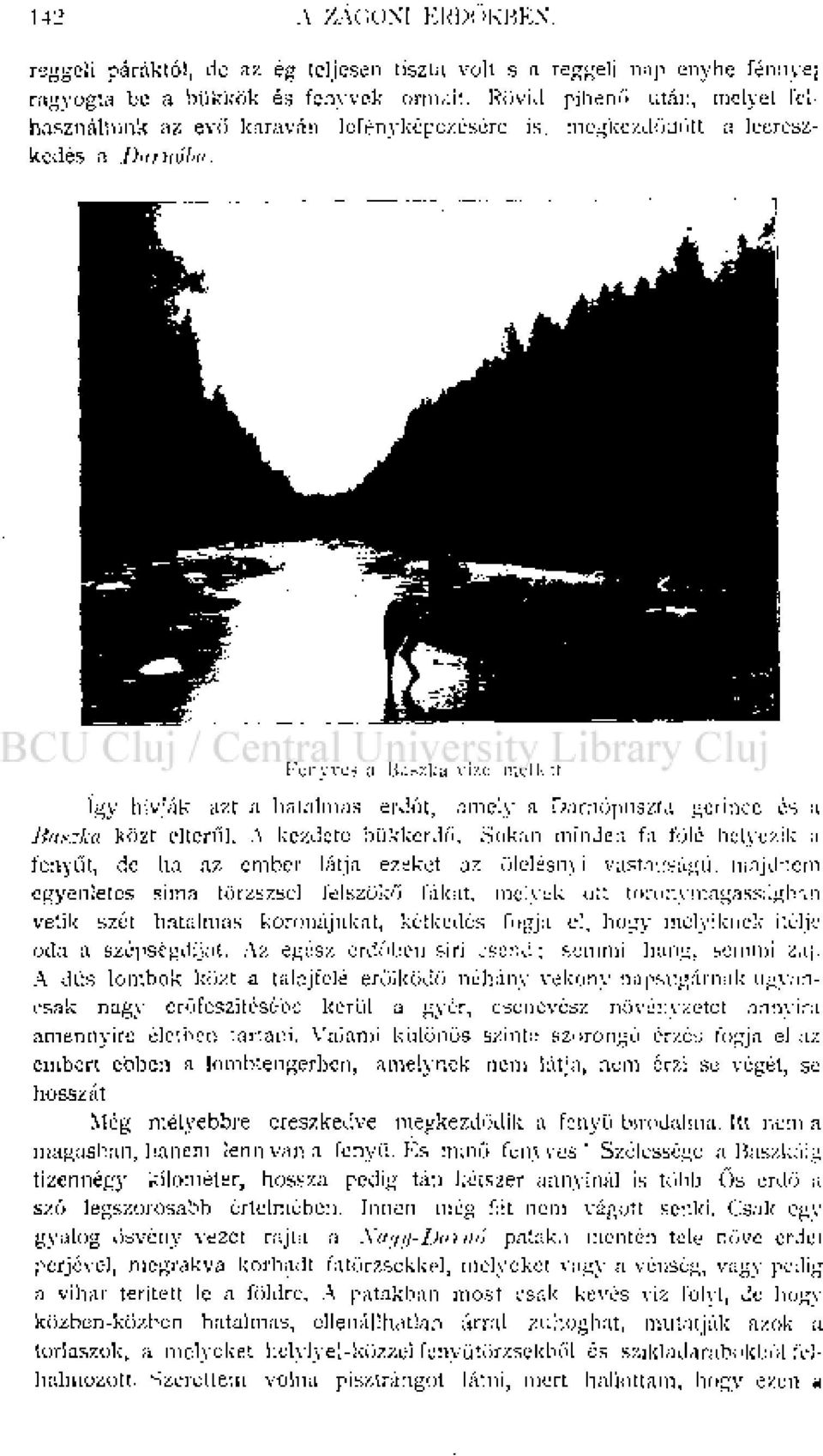 így hívják azt a hatalmas erdőt, amely a Darnópuszta gerince és a Baszka közt elterül. A kezdete bükkerdő.