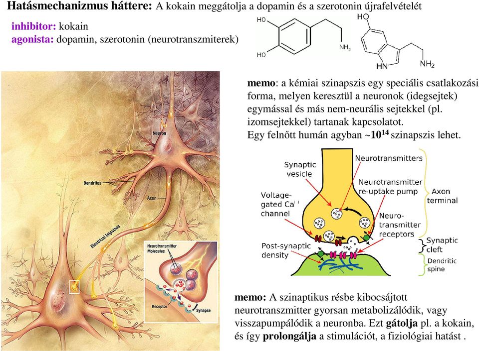 nem-neurális sejtekkel (pl. izomsejtekkel) tartanak kapcsolatot. Egy felnőtt humán agyban ~10 14 szinapszis lehet.