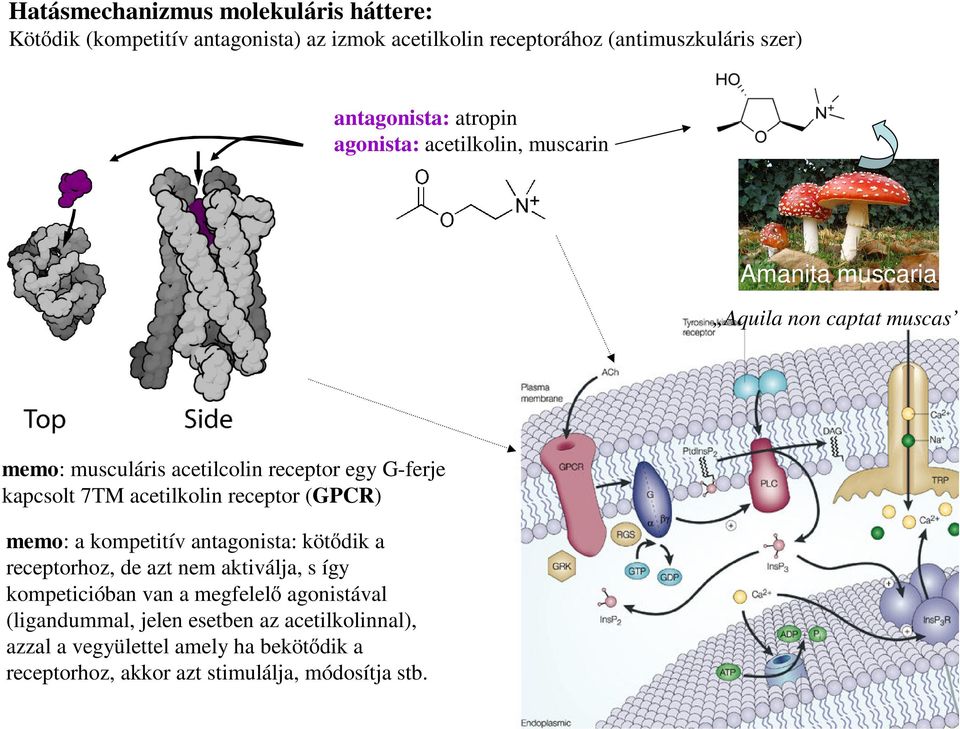 7TM acetilkolin receptor (GPCR) memo: a kompetitív antagonista: kötődik a receptorhoz, de azt nem aktiválja, s így kompeticióban van a