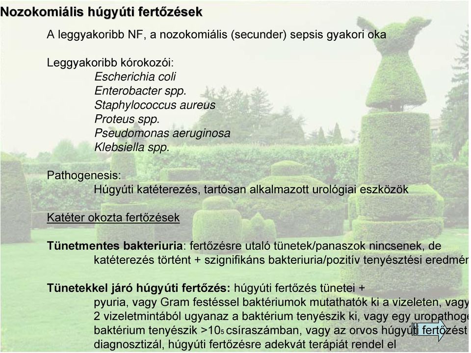 nozokomiális (secunder) sepsis gyakori oka Leggyakoribb kórokozói: Escherichia coli Enterobacter spp. Staphylococcus aureus Proteus spp. Pseudomonas aeruginosa Klebsiella spp.