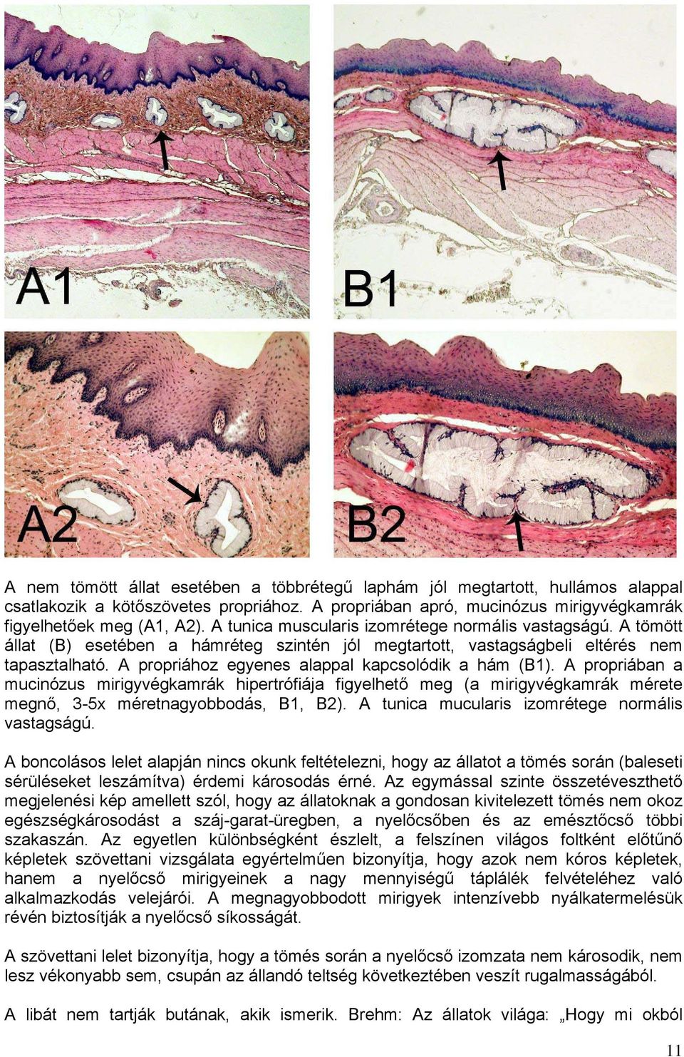 A propriához egyenes alappal kapcsolódik a hám (B1). A propriában a mucinózus mirigyvégkamrák hipertrófiája figyelhető meg (a mirigyvégkamrák mérete megnő, 3-5x méretnagyobbodás, B1, B2).
