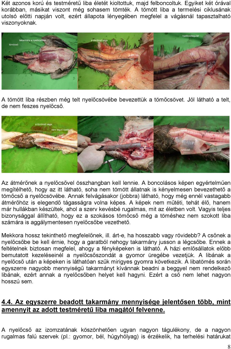 A tömött liba részben még telt nyelőcsövébe bevezettük a tömőcsövet. Jól látható a telt, de nem feszes nyelőcső. Az átmérőnek a nyelőcsővel összhangban kell lennie.