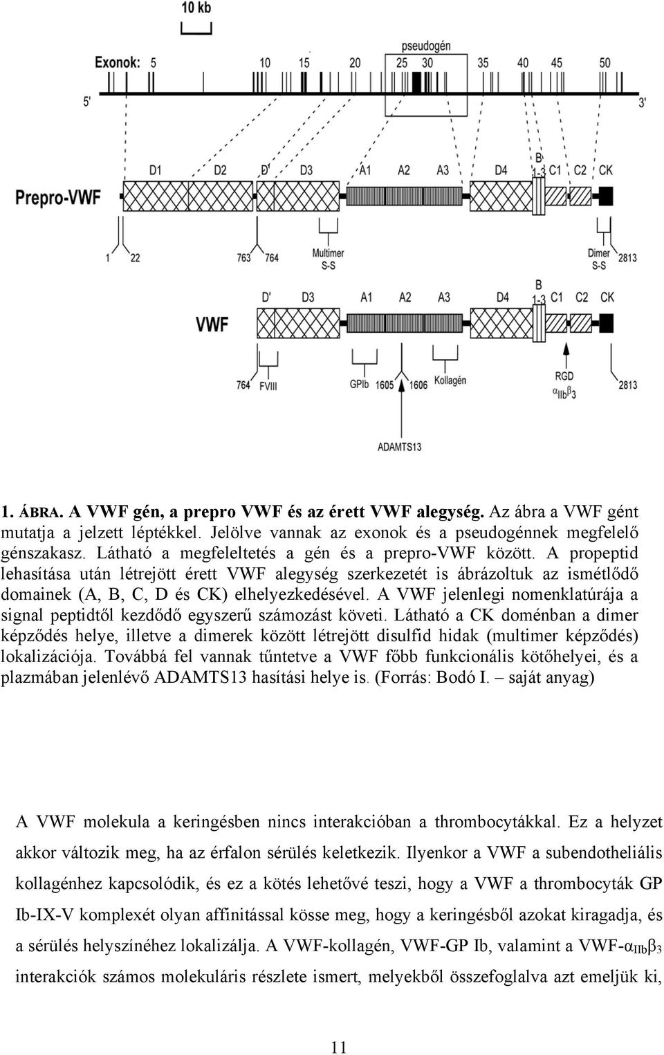 A VWF jelenlegi nomenklatúrája a signal peptidtől kezdődő egyszerű számozást követi.