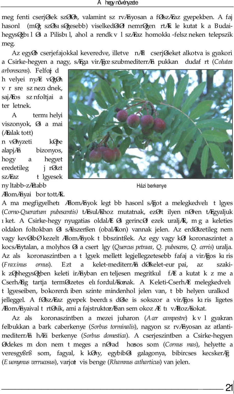 Az egyøb cserjefajokkal keveredve, illetve næll cserjøseket alkotva is gyakori a Csirke-hegyen a nagy, særga virægœ szubmediterræn pukkan dudaf rt (Colutea arborescens).