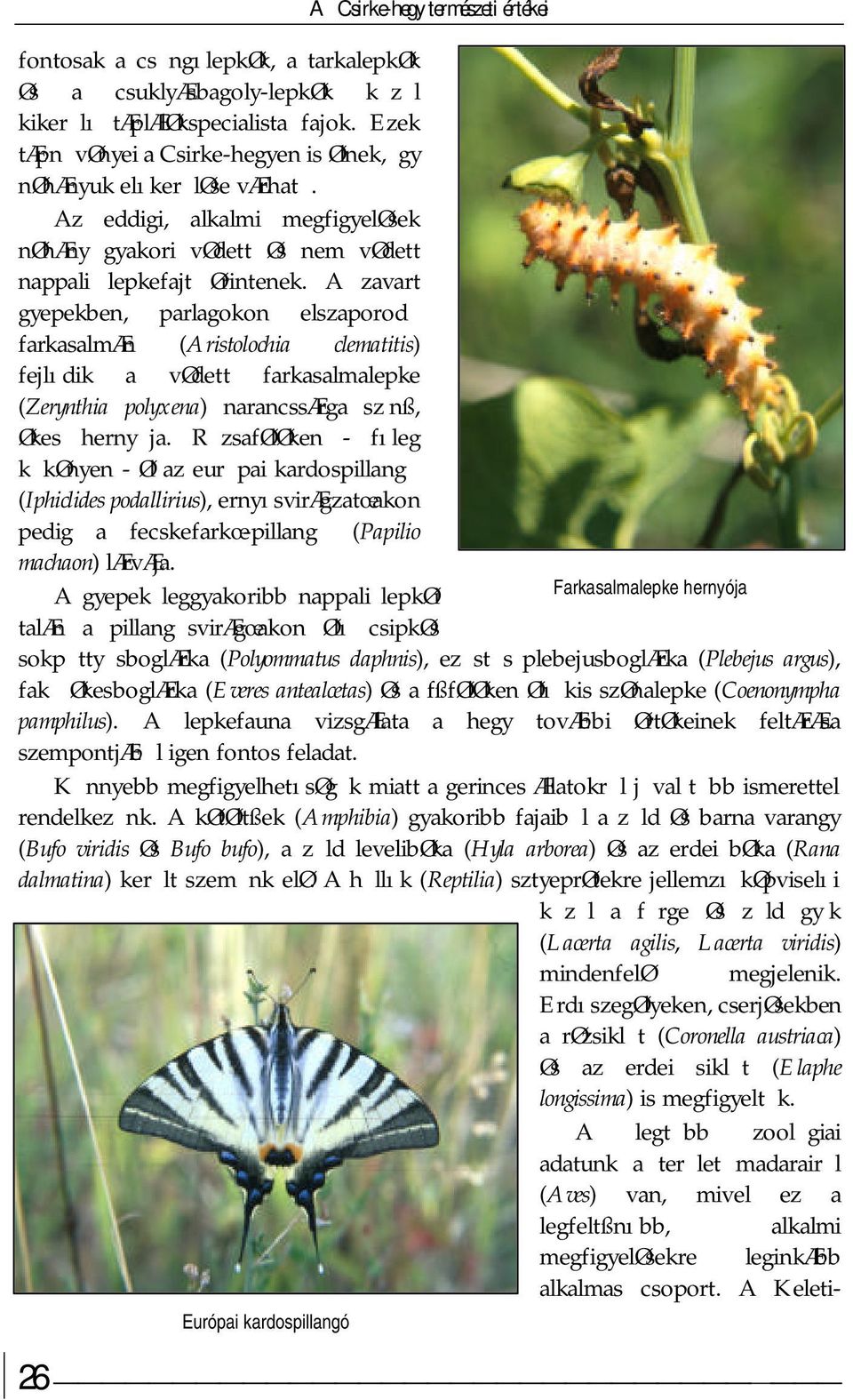 A zavart gyepekben, parlagokon elszaporod farkasalmæn (Aristolochia clematitis) fejlıdik a vødett farkasalmalepke (Zerynthia polyxena) narancssærga sz nß, Økes herny ja.