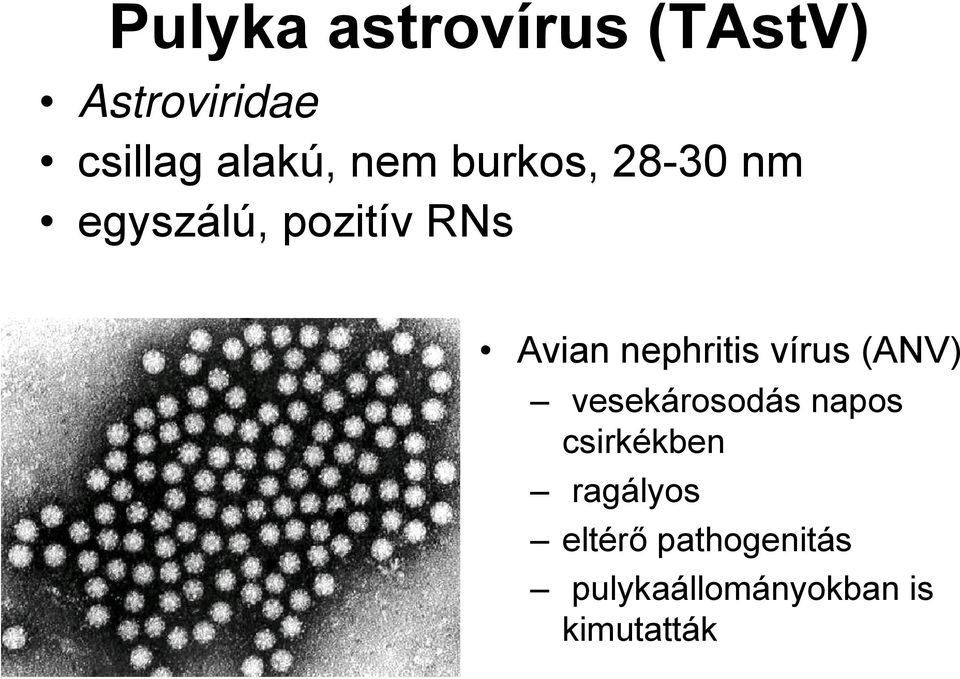 nephritis vírus (ANV) vesekárosodás napos csirkékben