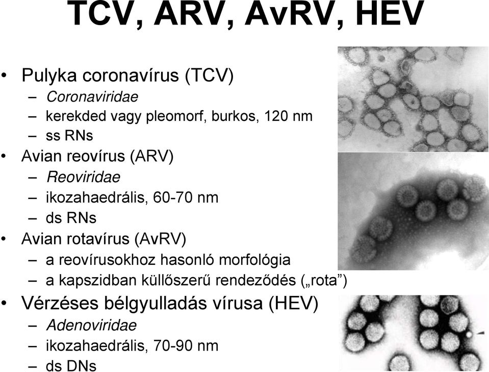 Avian rotavírus (AvRV) a reovírusokhoz hasonló morfológia a kapszidban küllőszerű