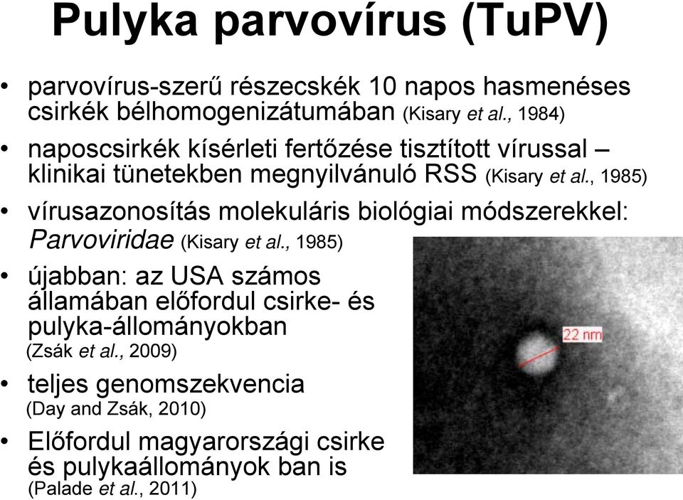 , 1985) vírusazonosítás molekuláris biológiai módszerekkel: Parvoviridae (Kisary et al.