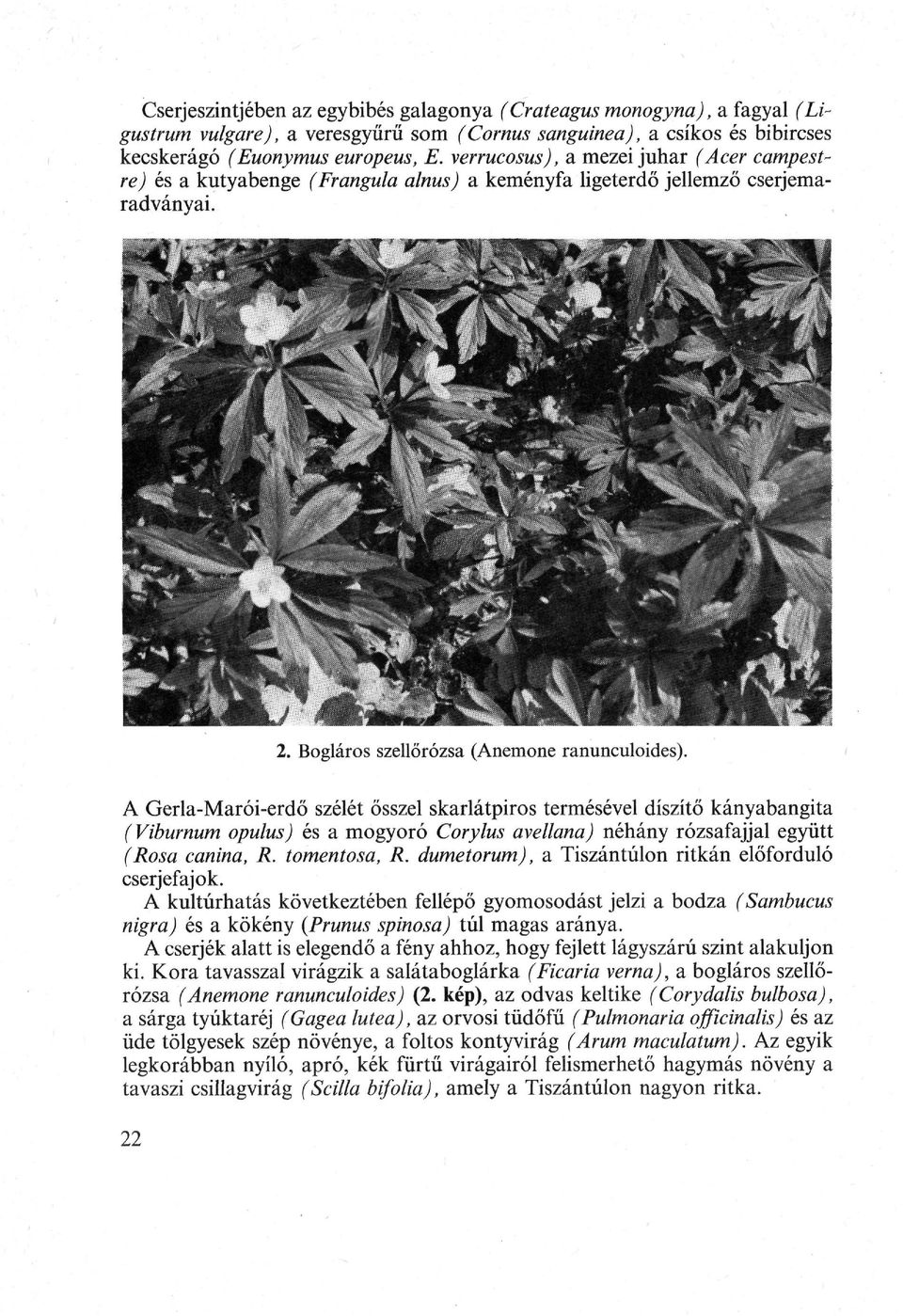A Gerla-Marói-erdő szélét ősszel skarlátpiros termésével díszítő kányabangita ( Viburnum opulus) és a mogyoró Corylus avellana) néhány rózsafajjal együtt (Rosa canina, R. tomentosa, R.