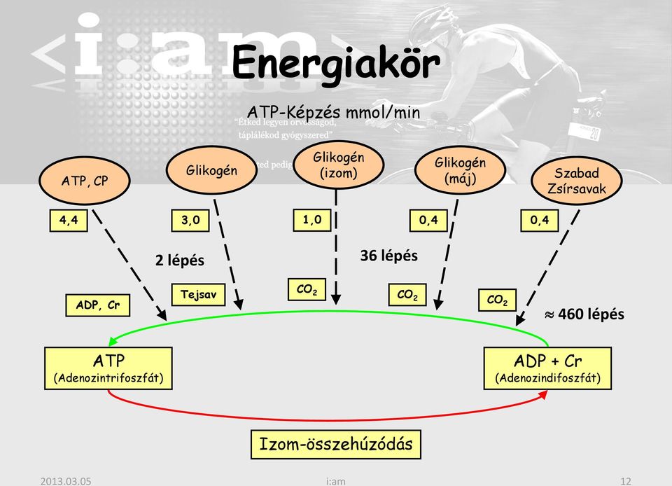 lépés ADP, Cr Tejsav CO 2 CO 2 CO 2 460 lépés ATP