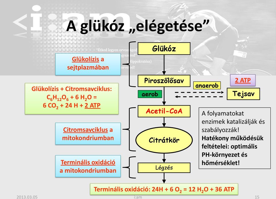 Acetil-CoA Citrátkör Légzés anaerob 2 ATP Tejsav A folyamatokat enzimek katalizálják és szabályozzák!