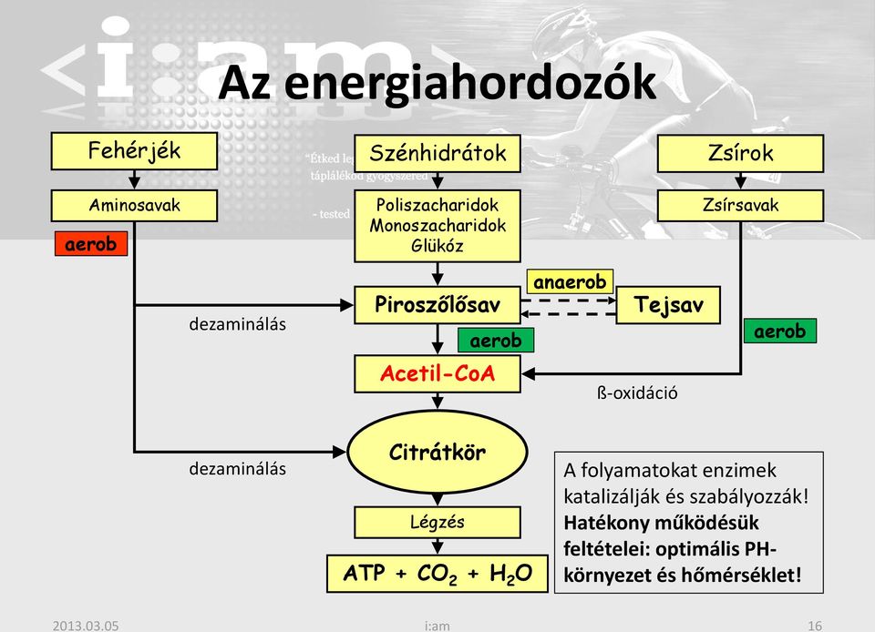 Acetil-CoA ß-oxidáció dezaminálás Citrátkör Légzés ATP + CO 2 + H 2 O A folyamatokat enzimek
