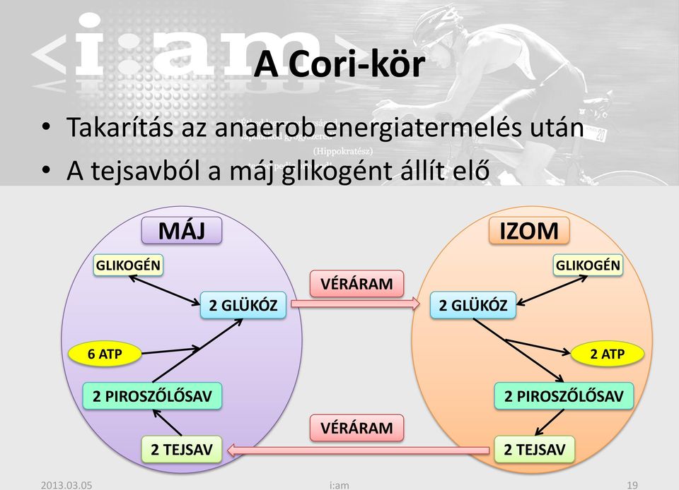 GLÜKÓZ VÉRÁRAM 2 GLÜKÓZ GLIKOGÉN 6 ATP 2 ATP 2