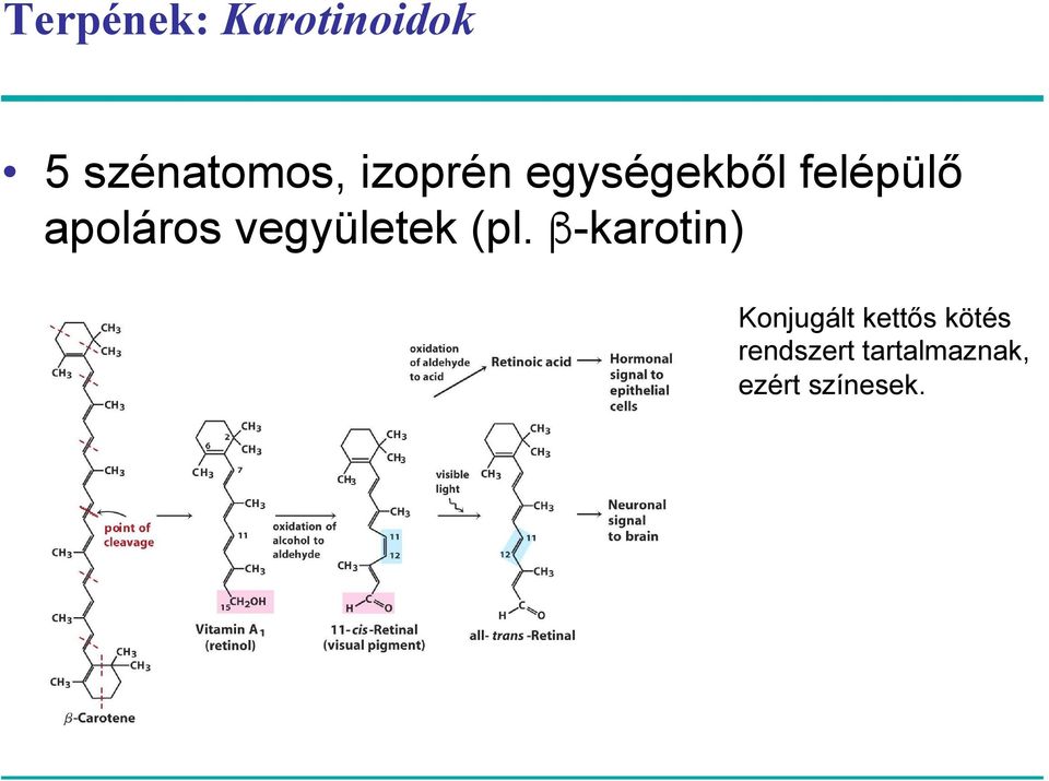 β-karotin) A β-karotin, az A-vitamin és a retinál