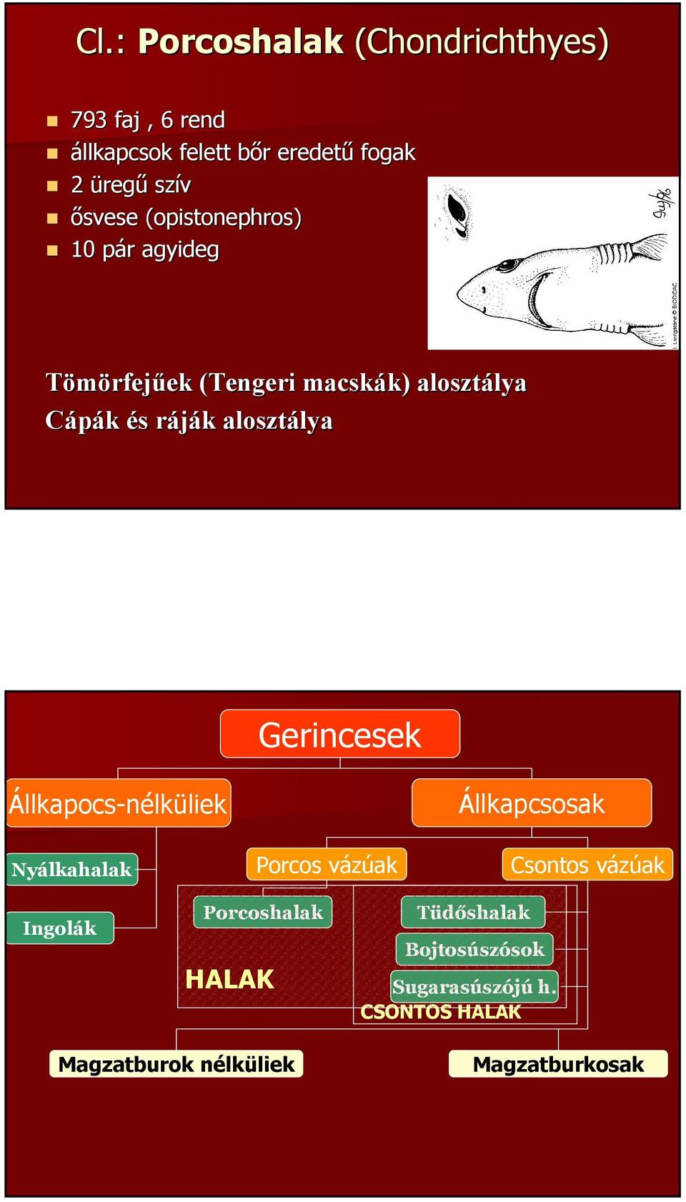 alosztálya Gerincesek Állkapocs-nélküliek Nyálkahalak Porcos vázúak Állkapcsosak Csontos vázúak Ingolák