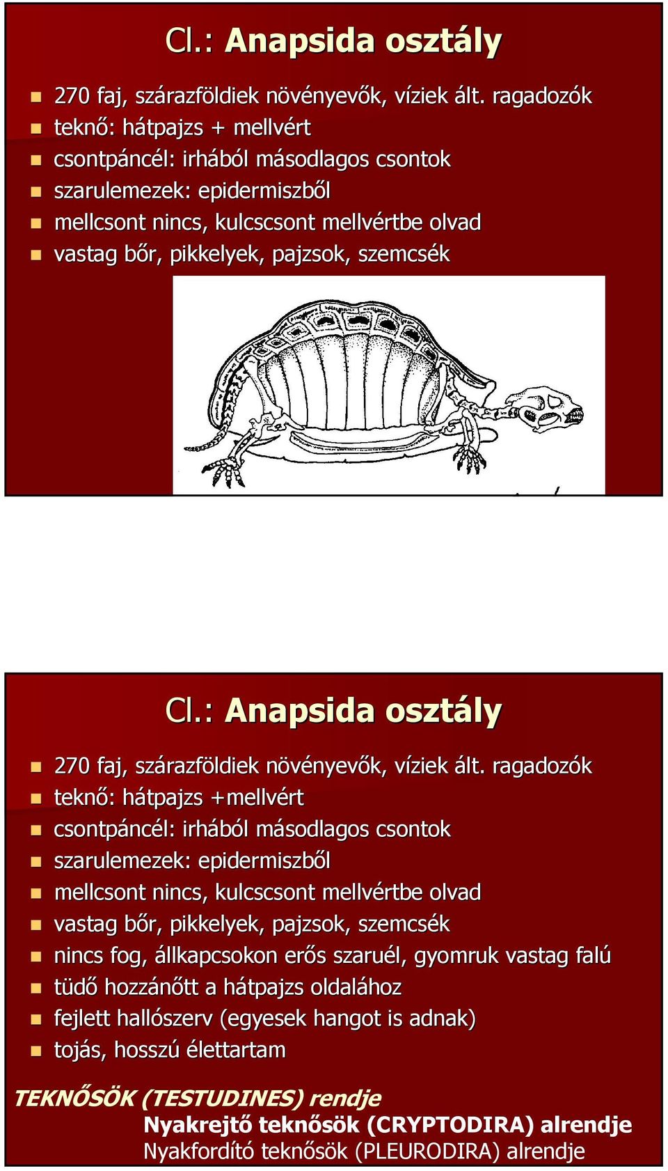 ragadozók teknő: hátpajzs +mellvért csontpáncél: irhából másodlagos csontok szarulemezek: epidermiszből mellcsont nincs, kulcscsont mellvértbe olvad vastag bőr, pikkelyek, pajzsok, szemcsék nincs