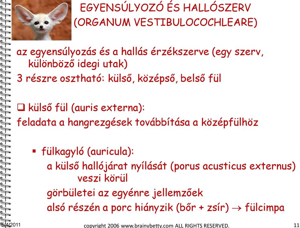 középfülhöz fülkagyló (auricula): a külső hallójárat nyílását (porus acusticus externus) veszi körül görbületei az egyénre