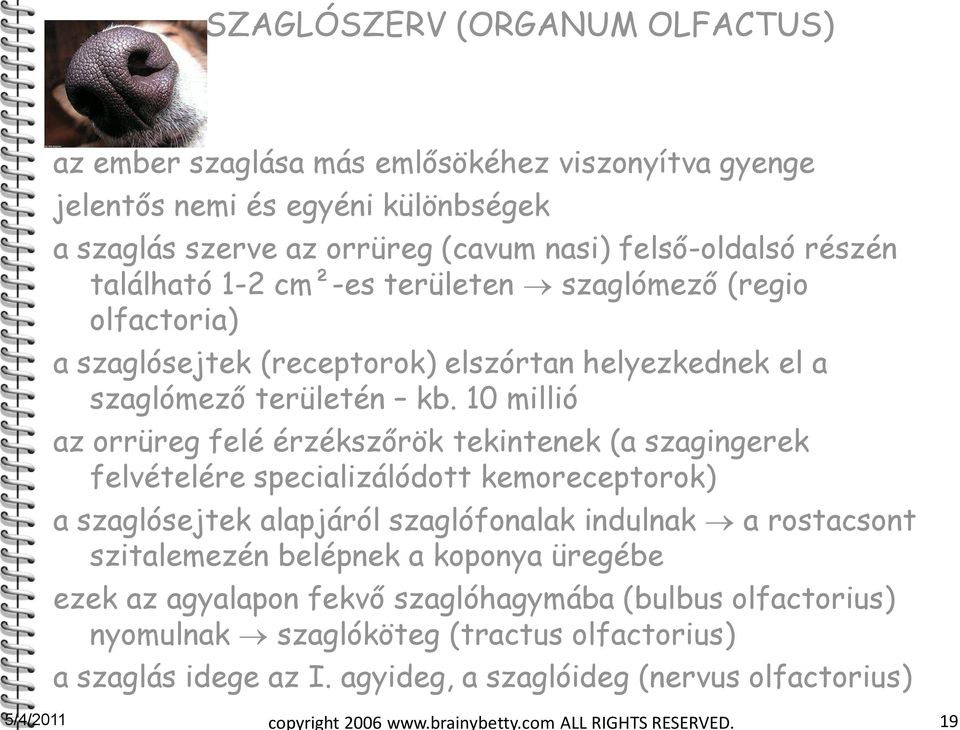 10 millió az orrüreg felé érzékszőrök tekintenek (a szagingerek felvételére specializálódott kemoreceptorok) a szaglósejtek alapjáról szaglófonalak indulnak a rostacsont szitalemezén belépnek