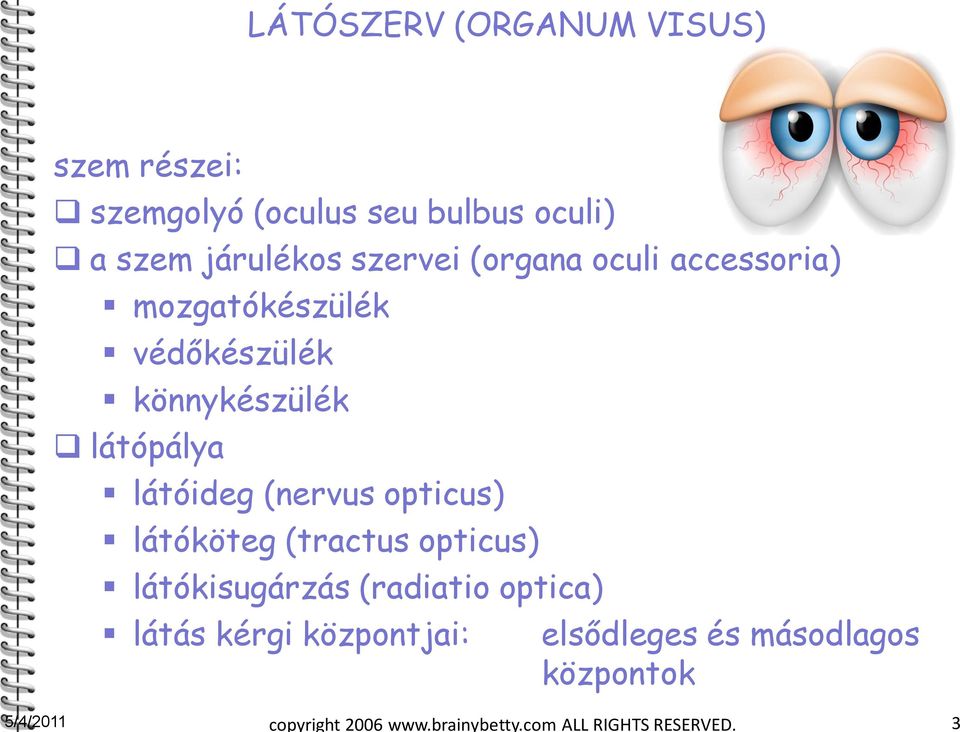 (nervus opticus) látóköteg (tractus opticus) látókisugárzás (radiatio optica) látás kérgi