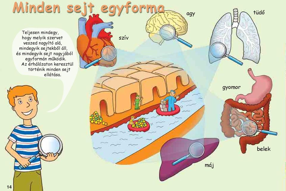 mindegyik sejt nagyjából egyformán működik.