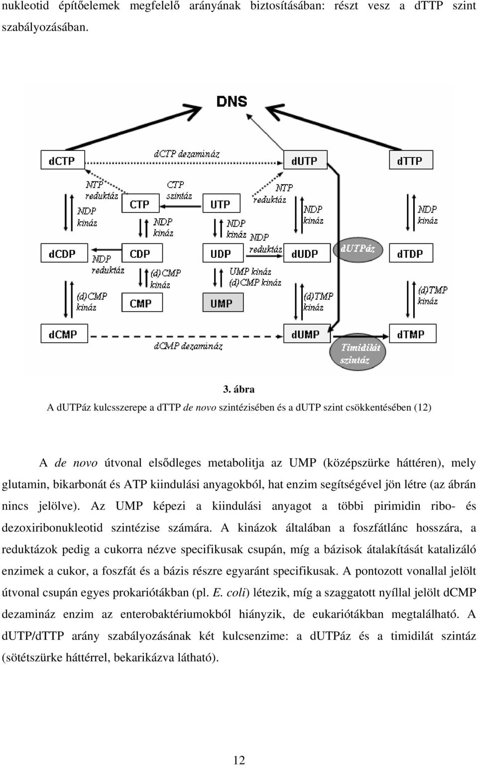 kiindulási anyagokból, hat enzim segítségével jön létre (az ábrán nincs jelölve). Az UMP képezi a kiindulási anyagot a többi pirimidin ribo- és dezoxiribonukleotid szintézise számára.