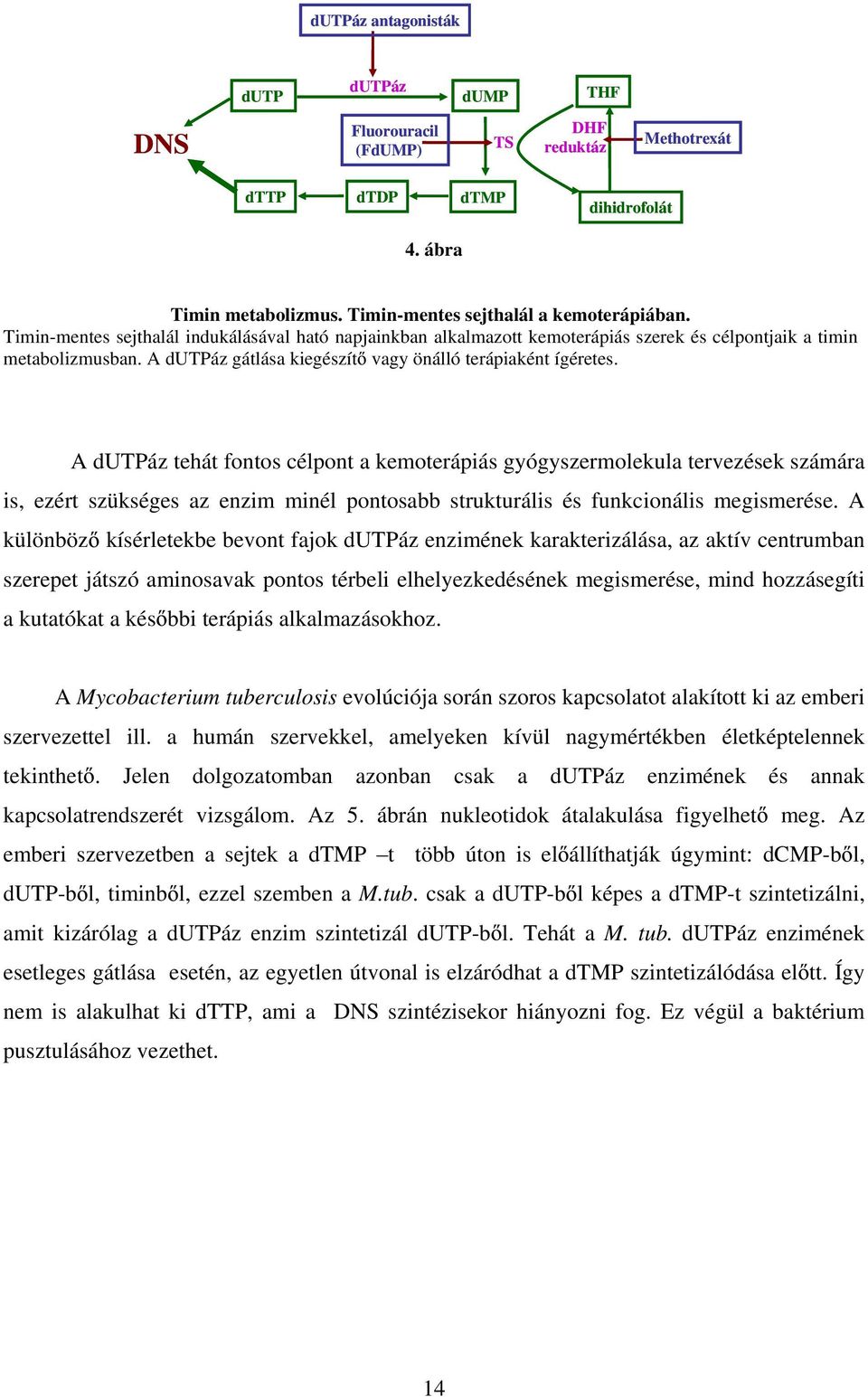 A dutpáz tehát fontos célpont a kemoterápiás gyógyszermolekula tervezések számára is, ezért szükséges az enzim minél pontosabb strukturális és funkcionális megismerése.