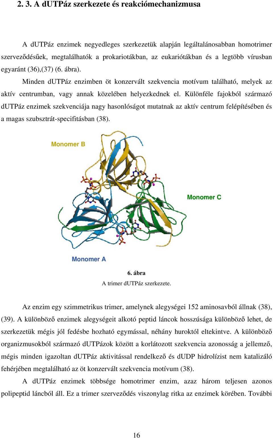 Különféle fajokból származó dutpáz enzimek szekvenciája nagy hasonlóságot mutatnak az aktív centrum felépítésében és a magas szubsztrát-specifitásban (38). Monomer B Monomer C Monomer A 6.