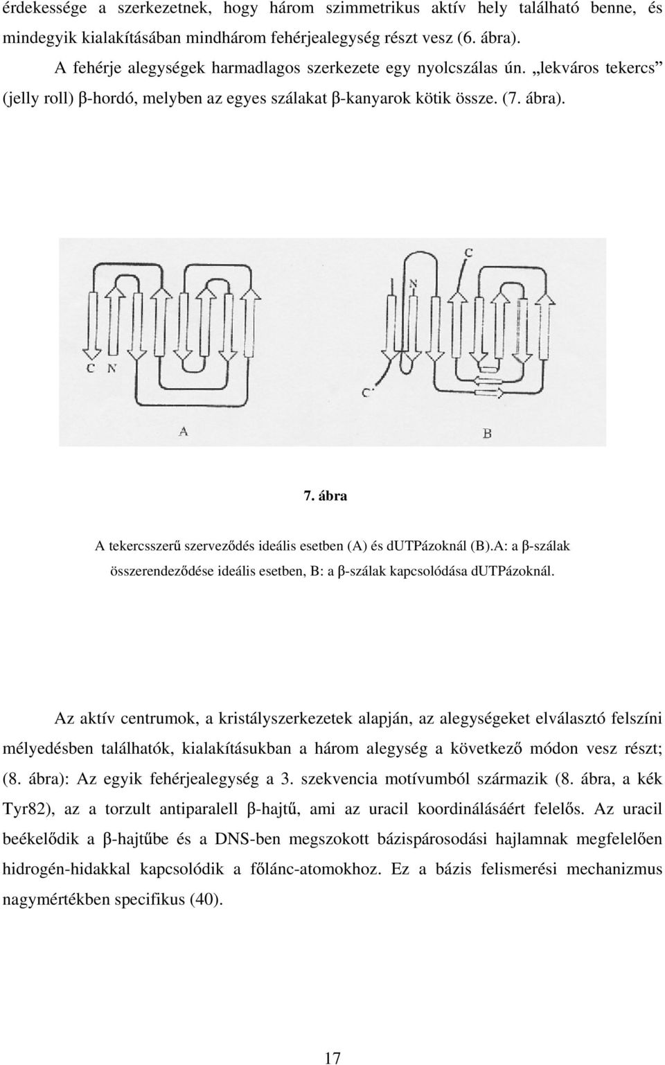 ábra A tekercsszer szervez dés ideális esetben (A) és dutpázoknál (B).A: a -szálak összerendez dése ideális esetben, B: a -szálak kapcsolódása dutpázoknál.