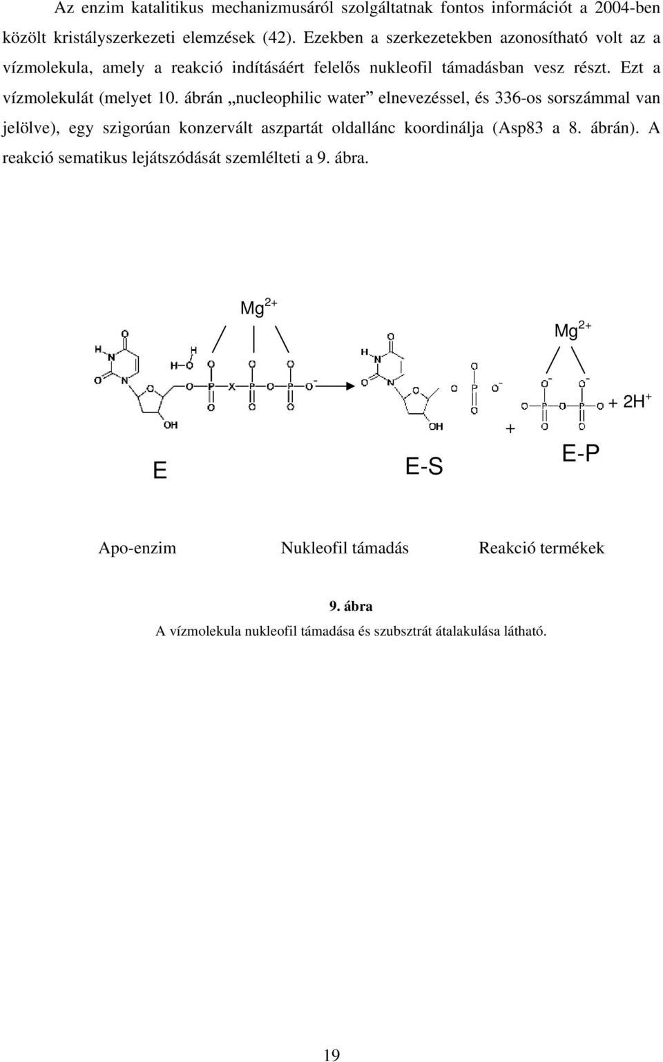 ábrán nucleophilic water elnevezéssel, és 336-os sorszámmal van jelölve), egy szigorúan konzervált aszpartát oldallánc koordinálja (Asp83 a 8. ábrán).