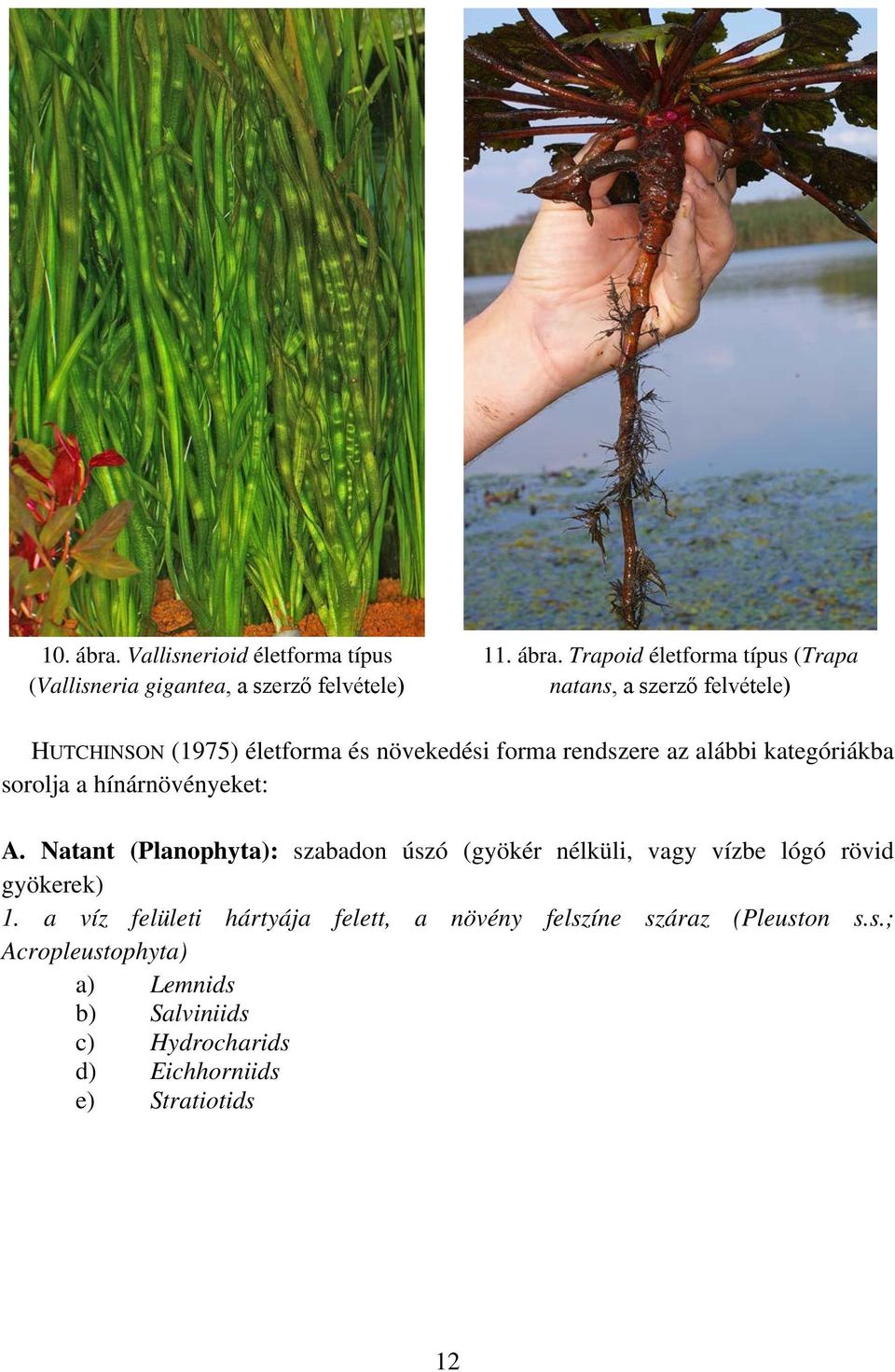 Trapoid életforma típus (Trapa natans, a szerző felvétele) HUTCHINSON (1975) életforma és növekedési forma rendszere az alábbi