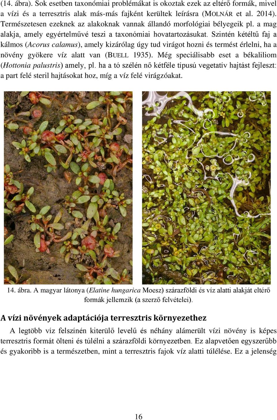 Szintén kétéltű faj a kálmos (Acorus calamus), amely kizárólag úgy tud virágot hozni és termést érlelni, ha a növény gyökere víz alatt van (BUELL 1935).