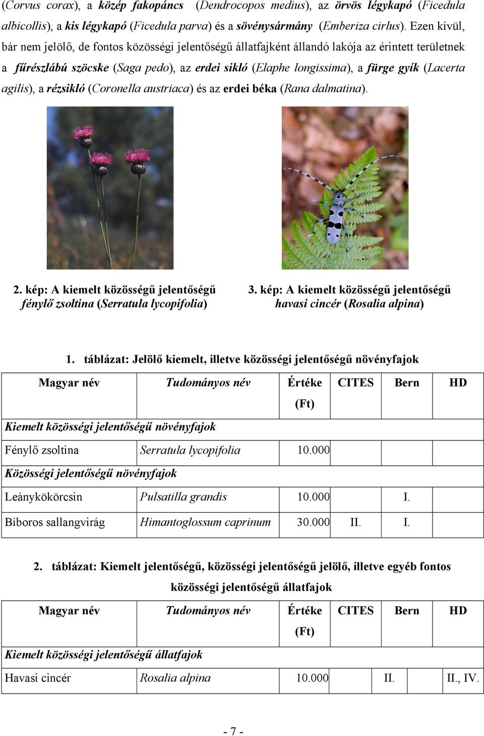 (Lacerta agilis), a rézsikló (Coronella austriaca) és az erdei béka (Rana dalmatina). 2. kép: A kiemelt közösségű jelentőségű fénylő zsoltina (Serratula lycopifolia) 3.
