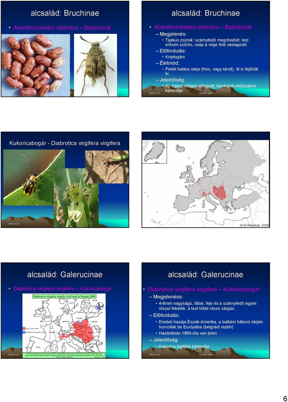 Kukoricabogár - Diabrotica virgifera virgifera alcsalád: Galerucinae Diabrotica virgifera virgifera Kukoricabogár alcsalád: Galerucinae Diabrotica virgifera virgifera Kukoricabogár Megjelenése: 4-6mm