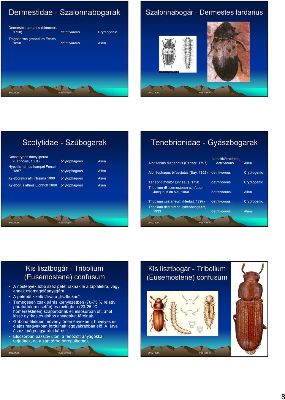 bifasciatus (Say, 1823) Tenebrio molitor Linnaeus, 1758 Tribolium (Eusemostene) confusum Jacquelin du Val, 1868 parasitic/predator, detrivorous Tribolium castaneum (Herbst, 1797) Tribolium destructor