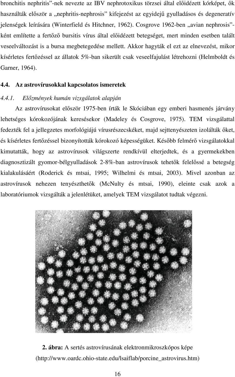 Cosgrove 1962-ben avian nephrosis - ként említette a fert z bursitis vírus által el idézett betegséget, mert minden esetben talált veseelváltozást is a bursa megbetegedése mellett.