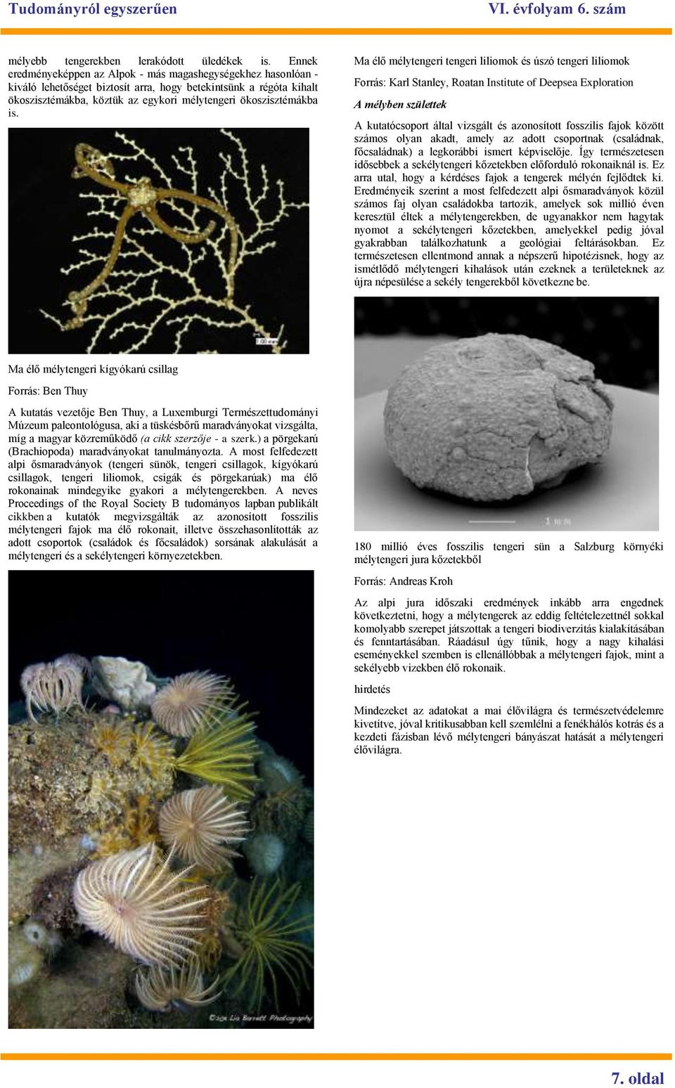 is. Ma élő mélytengeri tengeri liliomok és úszó tengeri liliomok Forrás: Karl Stanley, Roatan Institute of Deepsea Exploration A mélyben születtek A kutatócsoport által vizsgált és azonosított