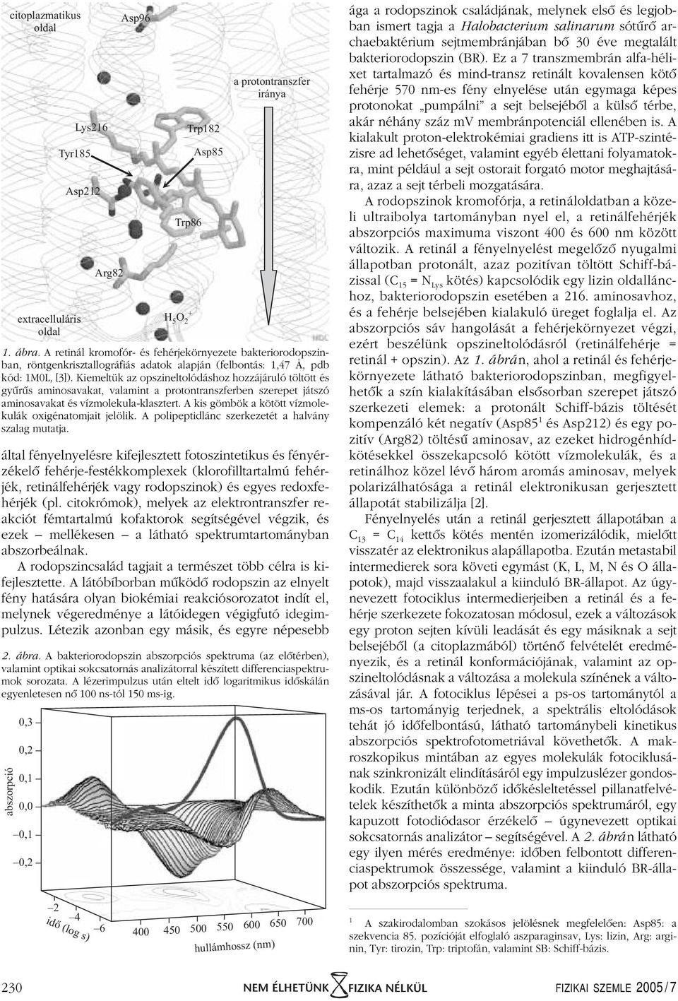 Kiemeltük az opszineltolódáshoz hozzájáruló töltött és gyûrûs aminosavakat, valamint a protontranszferben szerepet játszó aminosavakat és vízmolekula-klasztert.