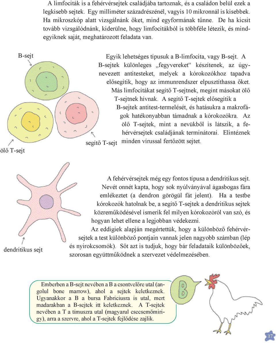 B-sejt ölő T-sejt Egyik lehetséges típusuk a B-limfocita, vagy B-sejt.