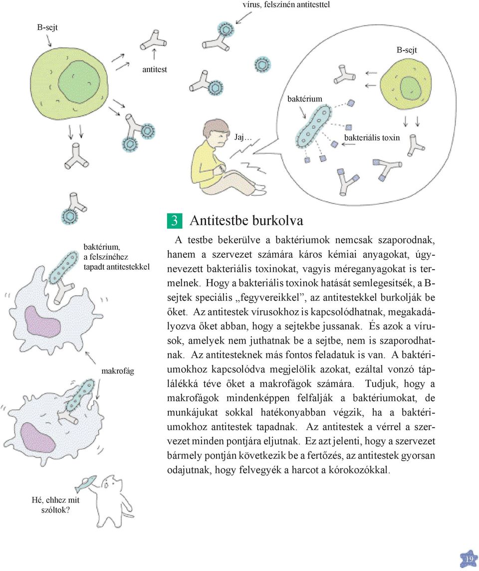 Hogy a bakteriális toxinok hatását semlegesítsék, a B- sejtek speciális fegyvereikkel, az antitestekkel burkolják be őket.