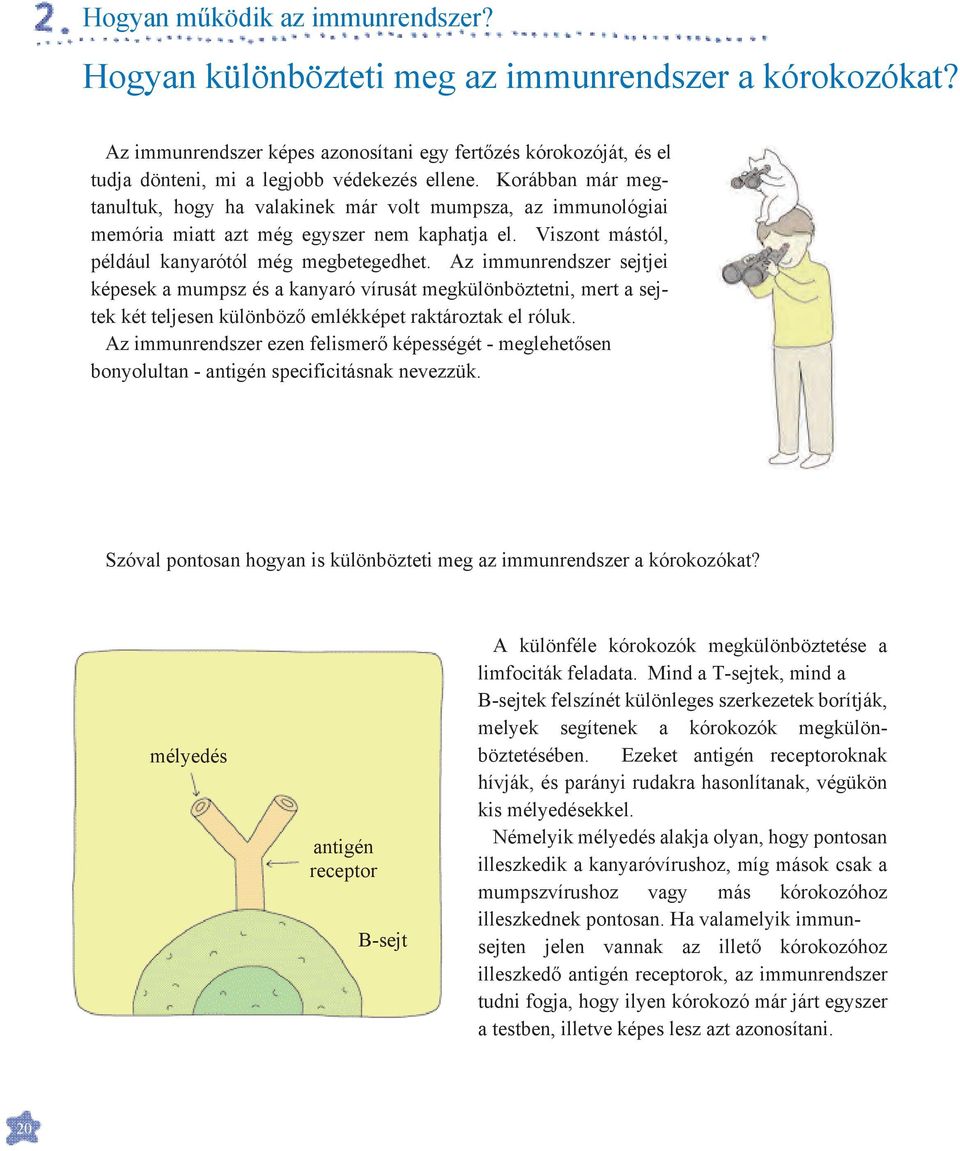 Korábban már megtanultuk, hogy ha valakinek már volt mumpsza, az immunológiai memória miatt azt még egyszer nem kaphatja el. Viszont mástól, például kanyarótól még megbetegedhet.